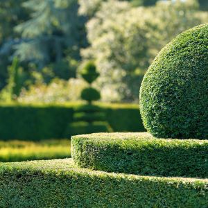Büsche & Hecken