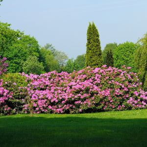 Rhododendron